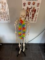 Squelette anatomique taille réelle 1 m 76, Enlèvement, Comme neuf