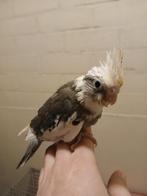 calopsitte apprivoisee face blanche panaché 2025, Sexe inconnu, Perruche, Domestique