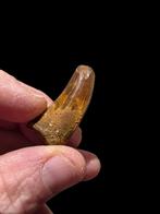 Carcharodontosaurus tand ( Afrikaanse T-rex ) 3 cm., Ophalen of Verzenden, Fossiel