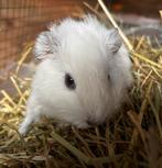 Mooie teddy cavia beertje, Dieren en Toebehoren, Knaagdieren, Cavia