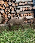 Voskop Ram, Dieren en Toebehoren, Mannelijk, Schaap, 0 tot 2 jaar