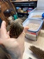 Kruising kneu x kanarie, Dieren en Toebehoren, Mannelijk, Wildzangvogel, Geringd