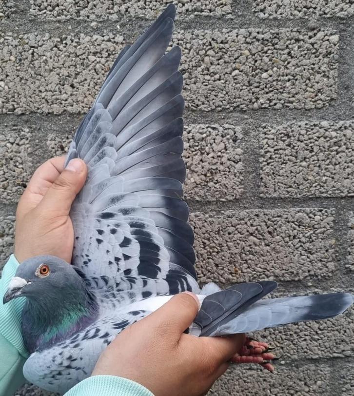 Postduif "BEST OF KITTEL", Dieren en Toebehoren, Vogels | Duiven, Postduif, Mannelijk