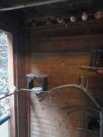 Kanarie, Dieren en Toebehoren