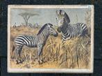 Zebra, Antiek en Kunst, Antiek | Schoolplaten, Ophalen of Verzenden, Natuur en Biologie