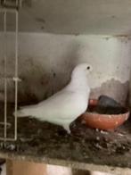 afrikaanse meeuw, Dieren en Toebehoren, Meerdere dieren