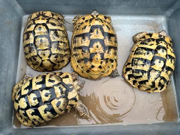 Tortue herman boettgeri, Tortue