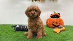 Cavapoo pups, België, 8 tot 15 weken, CDV (hondenziekte), Meerdere