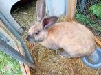 2 Reuzen konijn Duitse reus Madagascar rammetjes, Mannelijk, 0 tot 2 jaar, Middelgroot