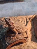 baardagame dh wero vrouw, Lézard, 0 à 2 ans