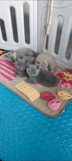 2 Brits korthaar kittens zoeken een gouden mandje., Dieren en Toebehoren, Katten en Kittens | Raskatten | Korthaar, Kater, Gechipt