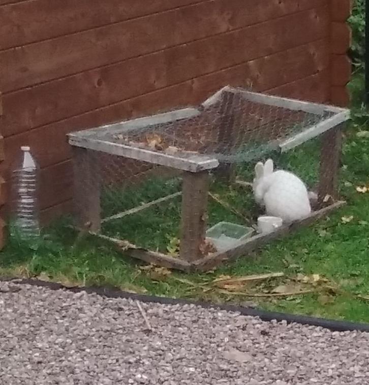 Wit konijn mannetje, Dieren en Toebehoren, Konijnen, Middelgroot, Mannelijk