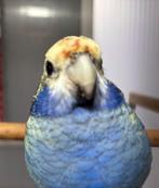 Gevraagd: 0-1 Blauwwang rosella, Dieren en Toebehoren