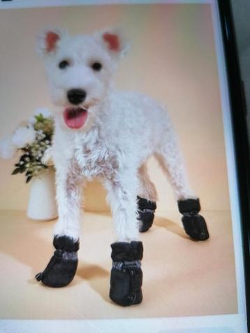 Schoenen voor honden 