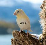 Kanarie jongen 2025, Dieren en Toebehoren