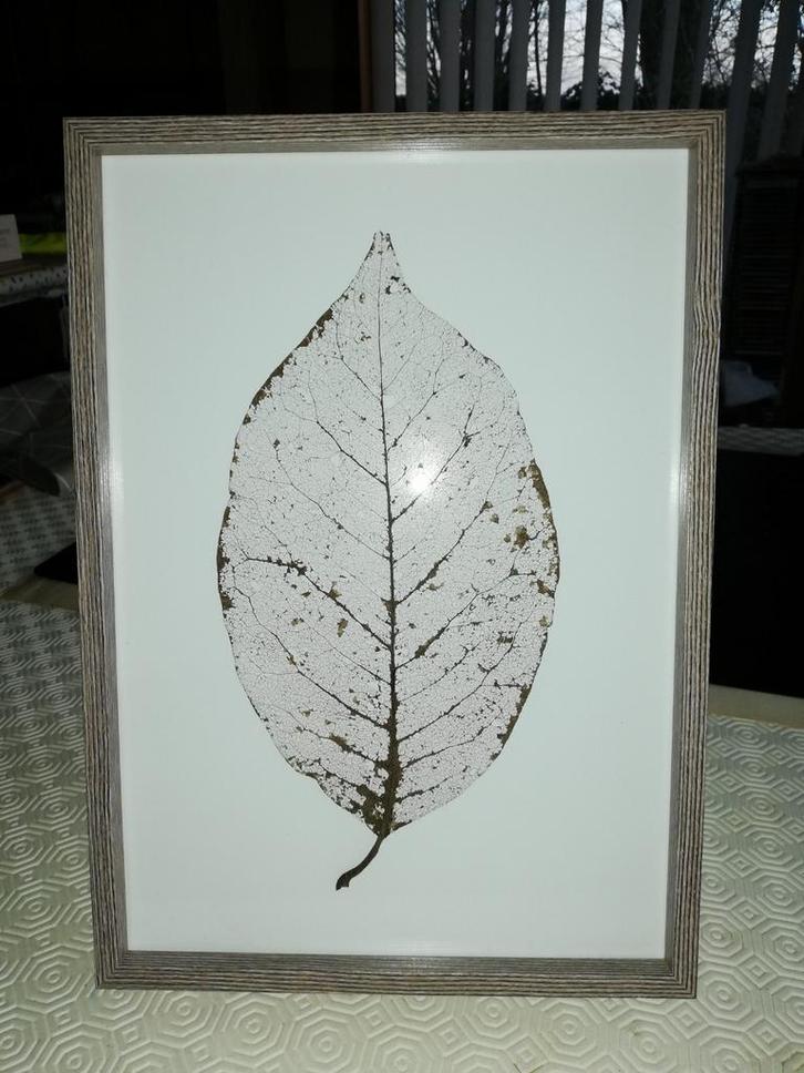 Nerven blad in kader, Huis en Inrichting, Woonaccessoires | Wanddecoraties, Zo goed als nieuw, Ophalen of Verzenden