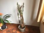 Cactus, Ophalen, Cactus