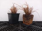 Pennisetum ‘Hameln’ P9 – siergras – vanaf €0,70/st, Jardin & Terrasse, Plantes | Jardin, Plein soleil, Été, Enlèvement, Graminées ornementales