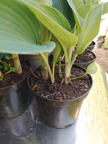 Hosta's beschikbaar voor biedingen