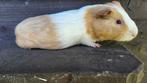 Cavia mannetje, Dieren en Toebehoren, Knaagdieren, Cavia
