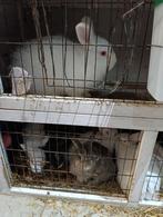 Lapins, Animaux & Accessoires