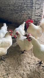 Broedeieren van raszuivere Poule de bresse, Animaux & Accessoires