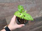Syngonium mango allusion nr 52, Ophalen