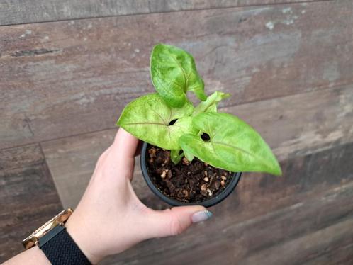 Syngonium mango allusion nr 52, Huis en Inrichting, Kamerplanten, Ophalen
