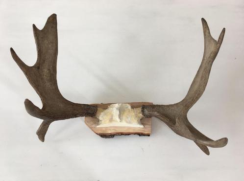 Groot gewei van eland wanddecoratie 77 cm - elk (moose), Collections, Collections Animaux, Utilisé, Bois ou Tête, Animal sauvage
