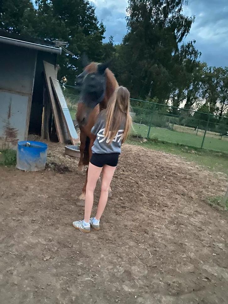 Zadelmak maken of (door)rijden pony’s en paarden, Dieren en Toebehoren, Paarden en Pony's | Verzorgingsproducten, Zo goed als nieuw