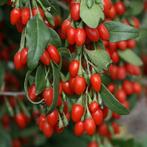 Petits buissons de baies de goji, Jardin & Terrasse, Enlèvement