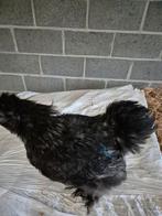 Zijdehoen haan, Dieren en Toebehoren, Pluimvee, Mannelijk, Kip