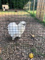 Zijdehoen haan, Dieren en Toebehoren, Pluimvee, Mannelijk, Kip