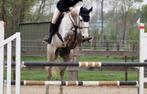 6jarig springpaard met veel potentieel, Ruin