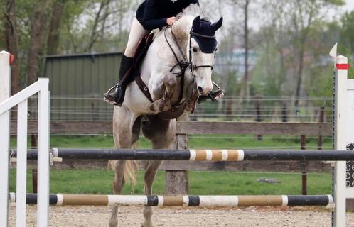6jarig springpaard met veel potentieel, Dieren en Toebehoren, Pony's, Ruin