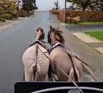 Bereden en betuigde D pony, Dieren en Toebehoren, Ruin, Zadelmak