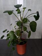 Pannenkoekenplant met meerdere stekjes - Gezonde Pilea Peper, Ophalen, Overige soorten, Halfschaduw, In pot
