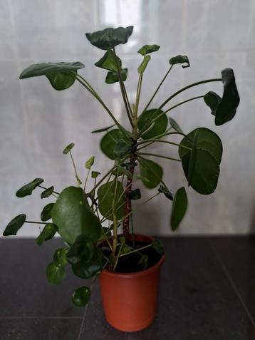 Pannenkoekenplant met meerdere stekjes - Gezonde Pilea Peper beschikbaar voor biedingen