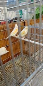 Kanariekooipaar met rood mozaïek, Dieren en Toebehoren, Vogels | Hokken en Kooien, Ophalen