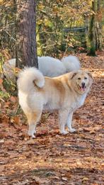 Is uw hond ook zo in de rui? Ik kan helpen, Dieren en Toebehoren, Ophalen