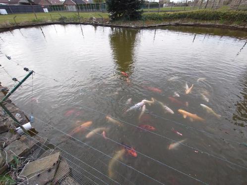 Veel KOI'S te koop   - SAMEN, Dieren en Toebehoren, Vissen | Vijvervissen, Karper of Koi