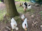 Poules à vendre