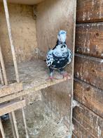 Duif Pitrain, Dieren en Toebehoren, Mannelijk, Postduif