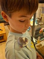 Jonge grasparkieten, Dieren en Toebehoren, Vogels | Parkieten en Papegaaien, Meerdere dieren, Parkiet, Tam