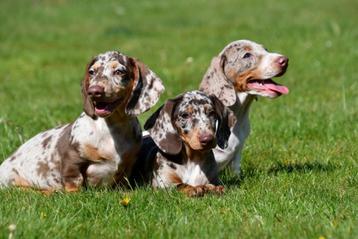 Kortharige Teckel pups te koop / red merle beschikbaar voor biedingen