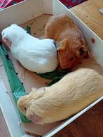 Cavia's heel vriendelijk en tam, Maart, Cavia, Tam