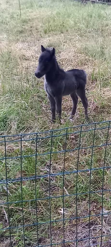 Broertjes zoeken nieuwe thuis, Animaux & Accessoires, Poneys, Jument