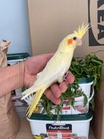 Calopsitte lutıno super apprıvoıse bebe, Dieren en Toebehoren, Vogels | Parkieten en Papegaaien