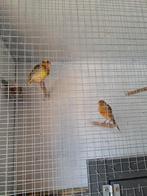 Kanaries pop/man, Dieren en Toebehoren, Vogels | Kanaries