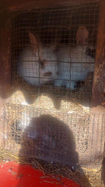 Alle konijnen vanaf €5 enkel de duitse reuzen €30, Dieren en Toebehoren